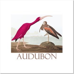 Scarlet Ibis by John James Audubon Posters and Art